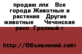 продаю лпх - Все города Животные и растения » Другие животные   . Чеченская респ.,Грозный г.